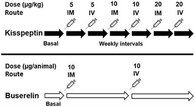 Kisspeptin Modulates Luteinizing Hormone Release and Ovarian Follicular Dynamics in Pre-pubertal and Adult Murrah Buffaloes